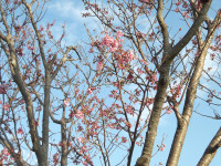 IMGP0061
