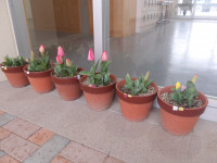 IMGP1006