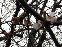 IMGP1075