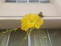 IMGP4428