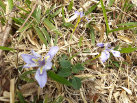 IMGP1109