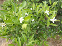 IMGP2516