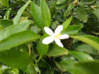 IMGP2517