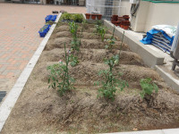 IMGP2732