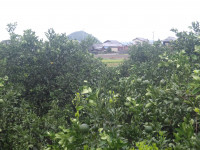 IMGP5142