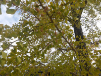 IMGP5153